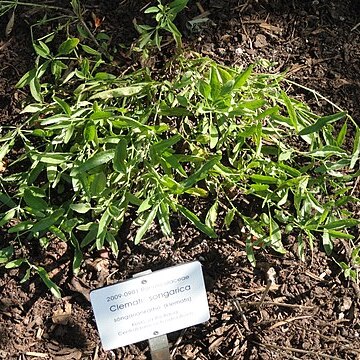 Clematis glauca unspecified picture