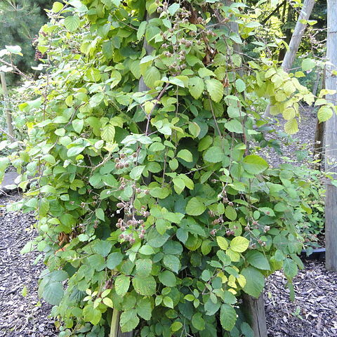 Rubus conspicuus unspecified picture