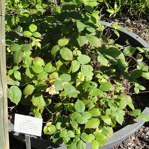 Rubus infestus unspecified picture