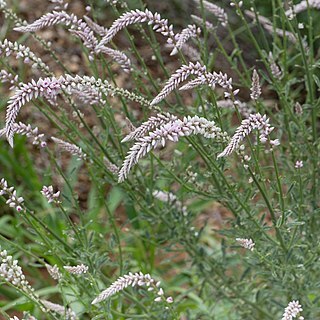 Hermbstaedtia argenteiformis unspecified picture