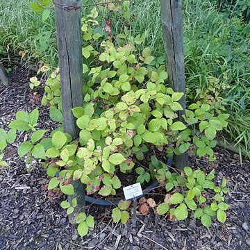 Rubus pallidus unspecified picture