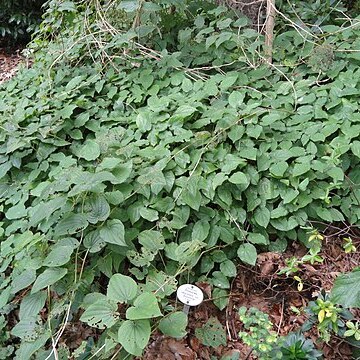 Dioscorea caucasica unspecified picture