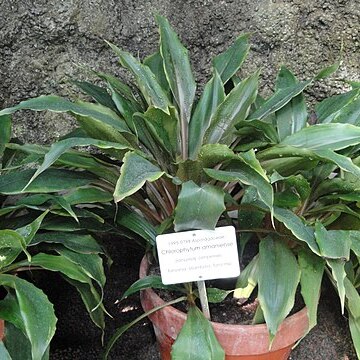 Chlorophytum filipendulum subsp. amaniense unspecified picture