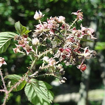 Rubus hystricopsis unspecified picture