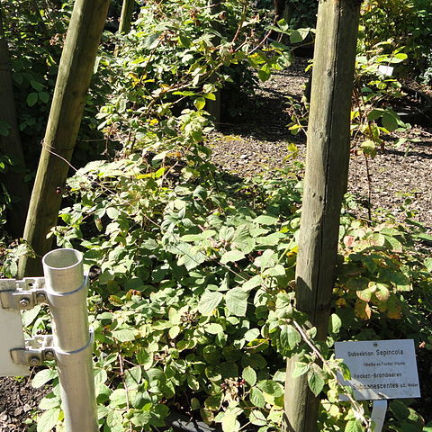 Rubus amphimalacus unspecified picture