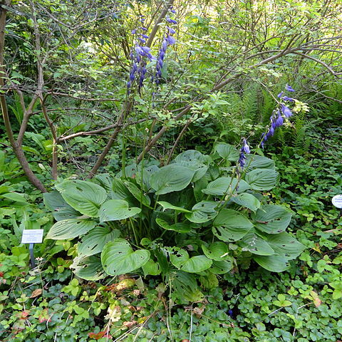 Hosta kiyosumiensis unspecified picture