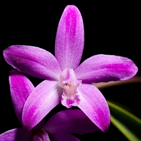 Cattleya ghillanyi unspecified picture