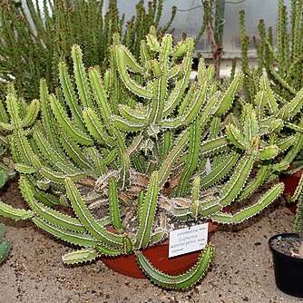 Euphorbia waterbergensis unspecified picture