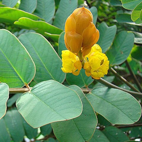 Senna reticulata unspecified picture