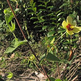 Pavonia sidifolia unspecified picture