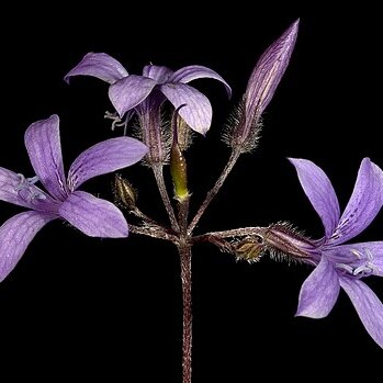 Marianthus drummondianus unspecified picture