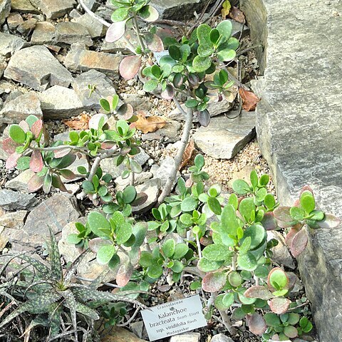 Kalanchoe bracteata unspecified picture