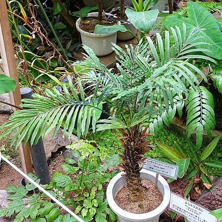 Cycas apoa unspecified picture