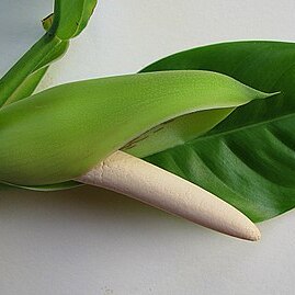 Philodendron rudgeanum unspecified picture