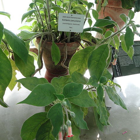 Kohleria peruviana unspecified picture