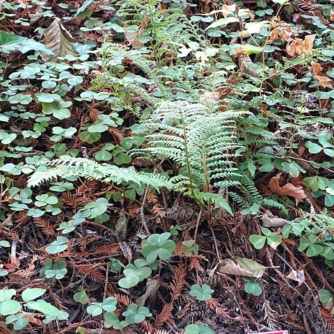 Polystichum dudleyi unspecified picture