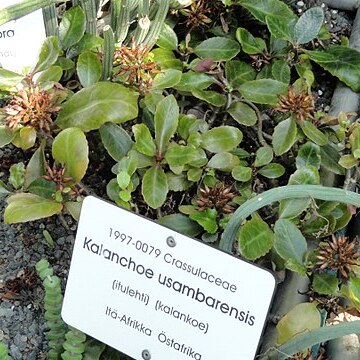 Kalanchoe usambarensis unspecified picture