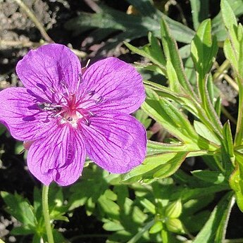 Geranium soboliferum unspecified picture