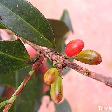 Erythroxylum mucronatum unspecified picture