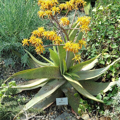 Aloe buhrii unspecified picture