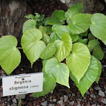 Begonia stigmosa unspecified picture