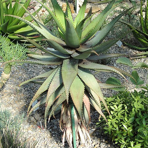 Aloe microstigma unspecified picture