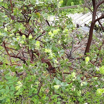 Arctostaphylos viridissima unspecified picture