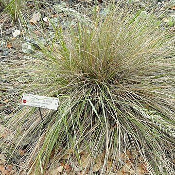 Calamagrostis ophitidis unspecified picture