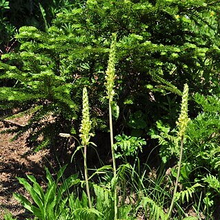 Pedicularis bracteosa unspecified picture