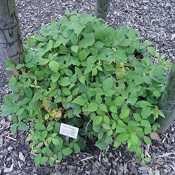 Rubus sprengelii unspecified picture