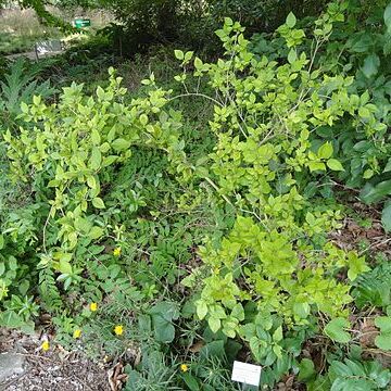 Forsythia europaea unspecified picture