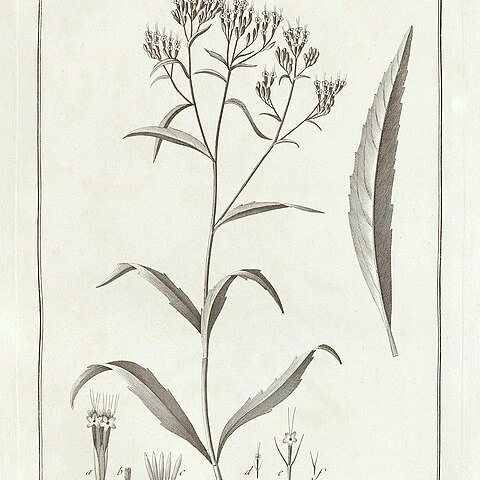 Stevia salicifolia unspecified picture