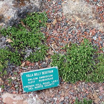 Galium ambiguum unspecified picture