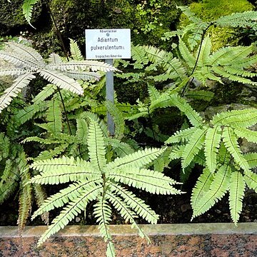 Adiantum pulverulentum unspecified picture