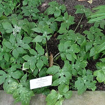 Dorstenia arifolia unspecified picture