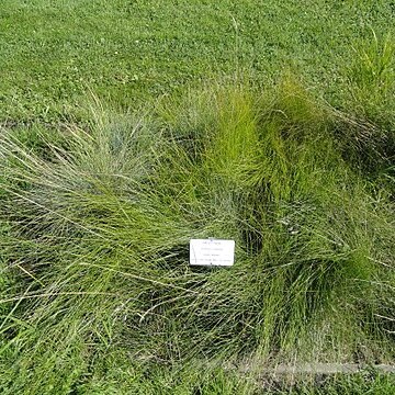 Festuca cinerea unspecified picture