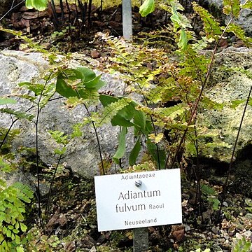 Adiantum fulvum unspecified picture