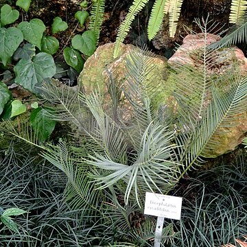 Encephalartos cycadifolius unspecified picture