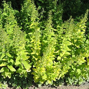 Lysimachia lichiangensis unspecified picture