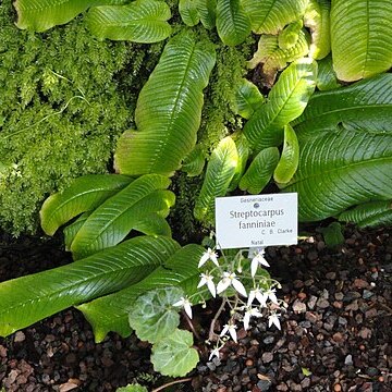 Streptocarpus fanniniae unspecified picture