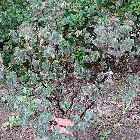 Arctostaphylos gabilanensis unspecified picture