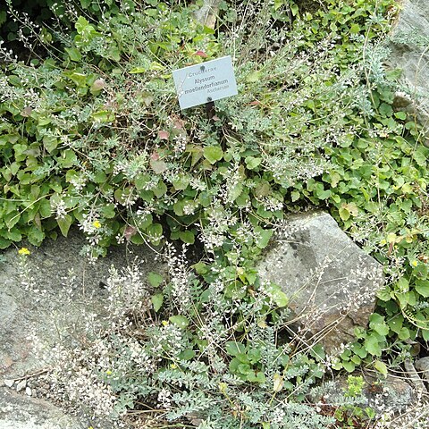 Alyssum moellendorfianum unspecified picture