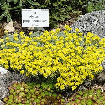 Alyssum propinquum unspecified picture