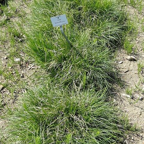 Carex bicknellii unspecified picture