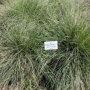 Festuca mairei unspecified picture