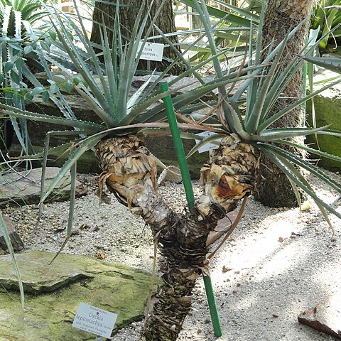 Dyckia leptostachya unspecified picture