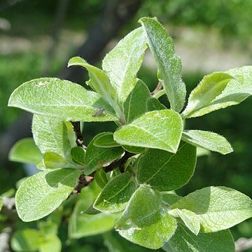 Salix aegyptiaca unspecified picture