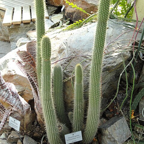 Cleistocactus tominensis unspecified picture