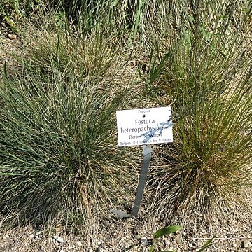 Festuca heteropachys unspecified picture