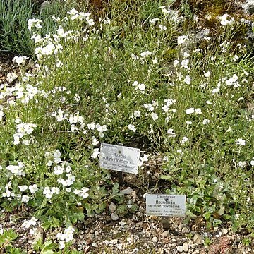 Arabis aubrietioides unspecified picture